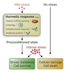 The image illustrates the response of cells to different stress intensities. Cells need some stressors to stay on their toes. Mild stress helps cells to become more stress resistant, but with no stress or intense stress, cell damage and death can result. 