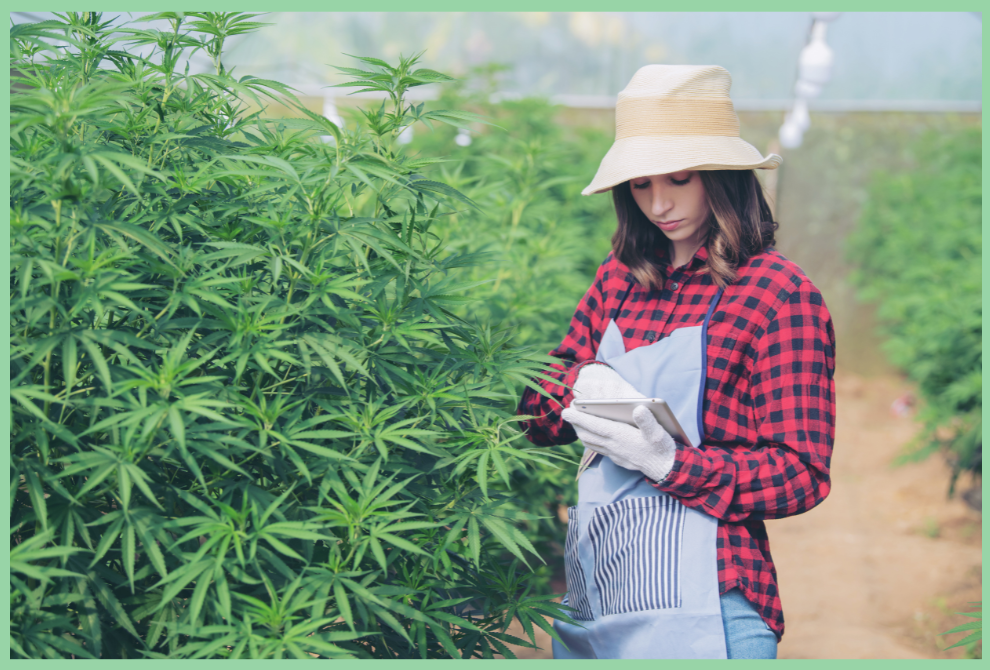 There are many medical marijuana dispensaries in South Florida who obtain quality medical cannabis from growers who ensure optimal quality control.